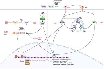The Activated Macrophage – A Tough Fortress for Virus Invasion: How Viruses Strike Back